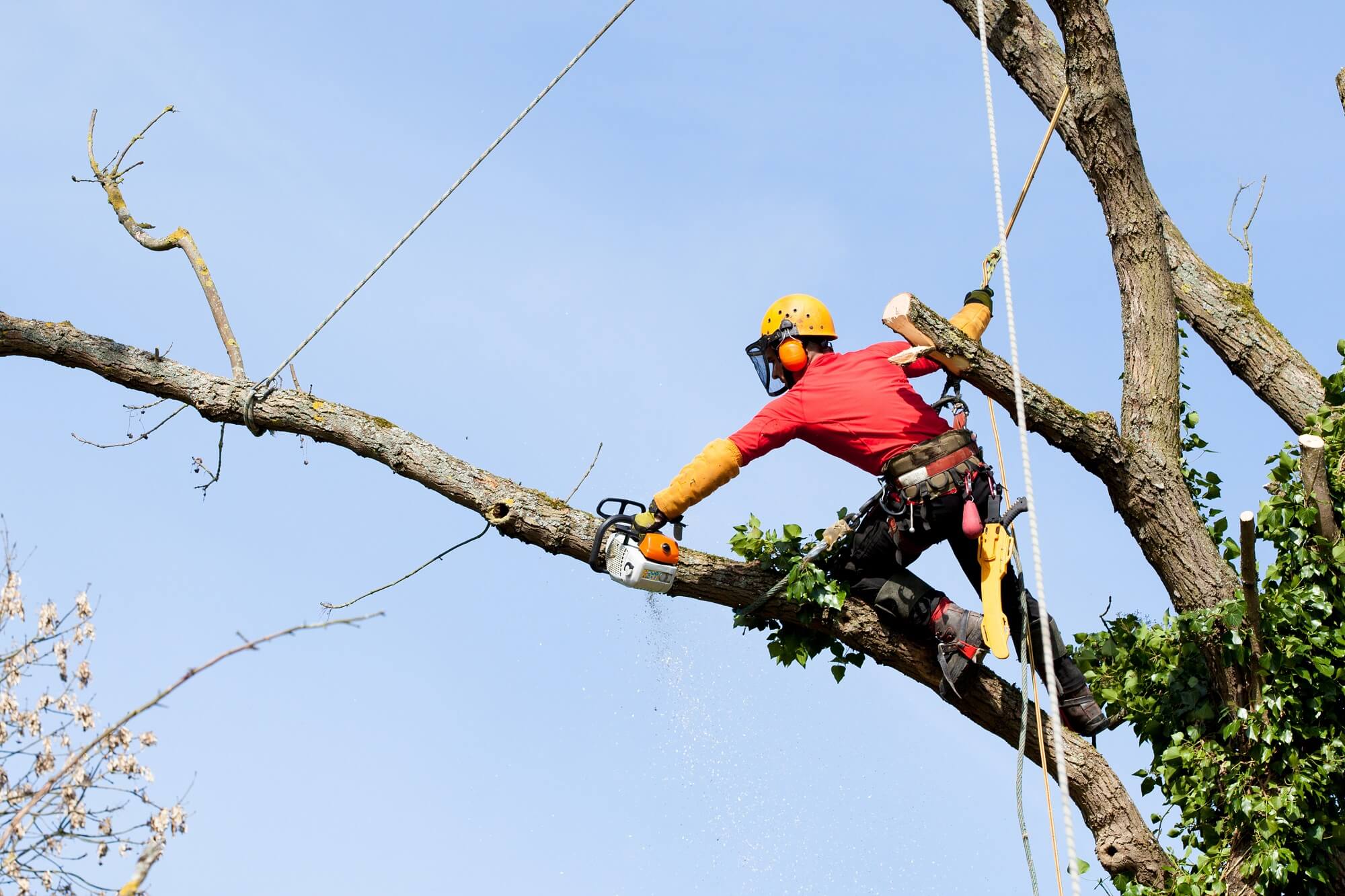 Tree Contractor